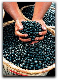 Why Do You Need Anthocyanins In Punta Gorda?