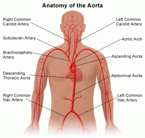 aaaanatomyaorta